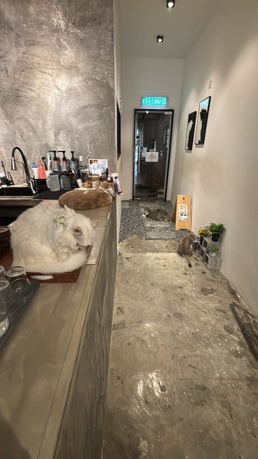 Cats resting on the counter and along the hallway inside Meow Me Cat House