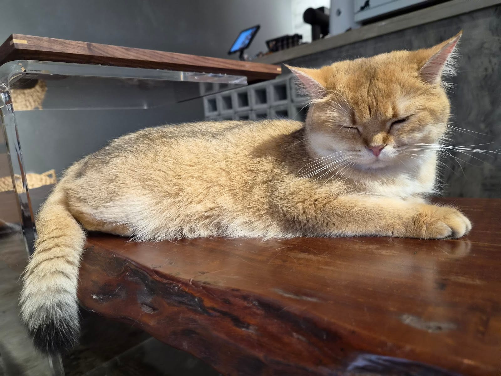 A golden short-haired cat dozing on a live-edge wooden bench, with the coffee counter behind it