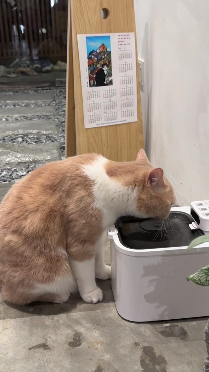 An orange-and-white cat drinking from a water fountain