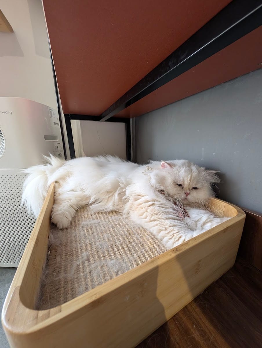 A white long-haired cat stretched out on a sisal scratcher in a bamboo frame