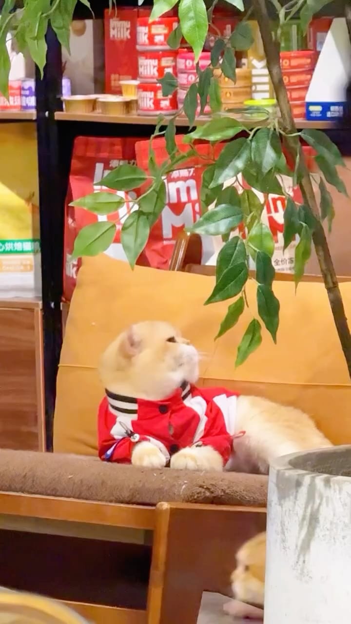 A golden cat in a red jacket resting on a sofa back, with shelves of cat food behind