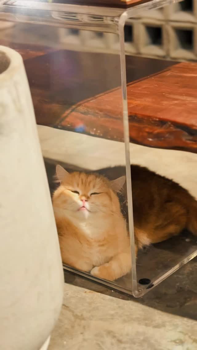 A ginger cat with its eyes half closed, lying under a clear acrylic table